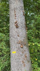 Yellow trail blaze painted on a tree trunk in a forest