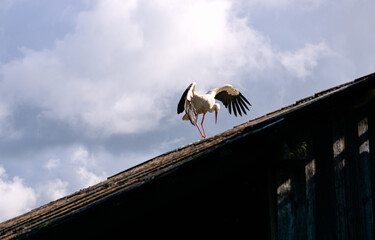 A stork rests on the roof of an old barn.