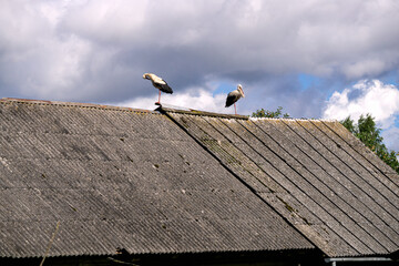 Storks rest on the roof of an old barn.