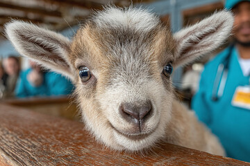 Veterinarian conducts a check-up on a baby goat at a rustic rural clinic with natural sunlight