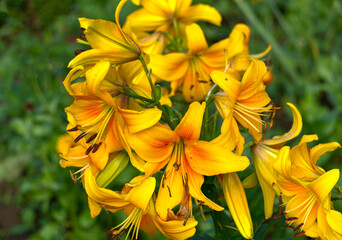Blooming branches of lilies with yellow flowers in the garden.