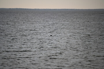 Solitary Seal Figure in a Vast Ocean