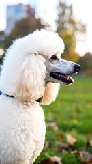 Fluffy white poodle in park