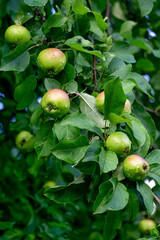 Ripe green apples on a tree in a garden. Apple tree.