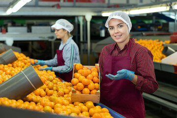 Portrait of cheerful young girl worker standing with box of selected tangerines at fruit sorting factory © JackF