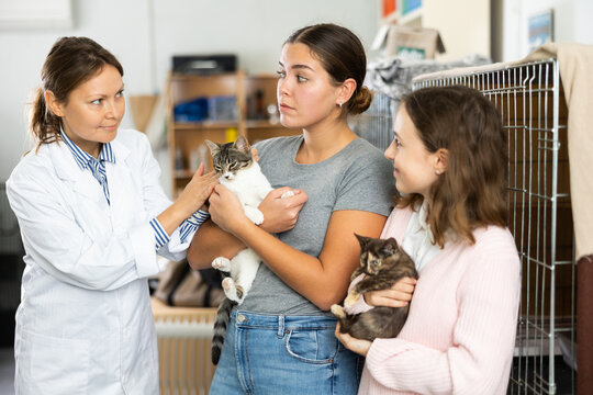 Experienced female owner of rescue animal shelter standing near cages and talking about care of kittens to two girls deciding to adopt pet