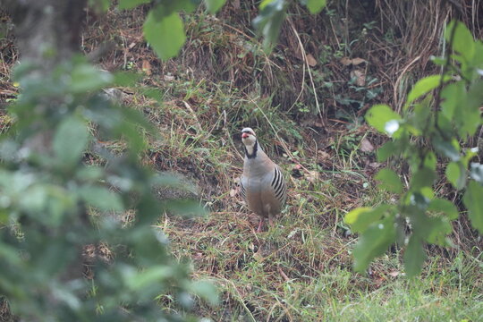 Chukar partridge (Alectoris chukar chukar) is a Palearctic upland gamebird in the pheasant family Phasianidae. This photo was taken in Northwest India.