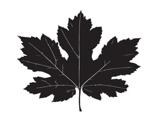 Beautiful sycamore leaf silhouette vector illustration for creative artwork