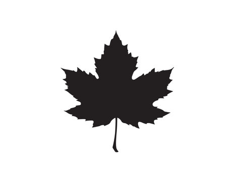 Stylish sycamore leaf silhouette vector illustration perfect for patterns