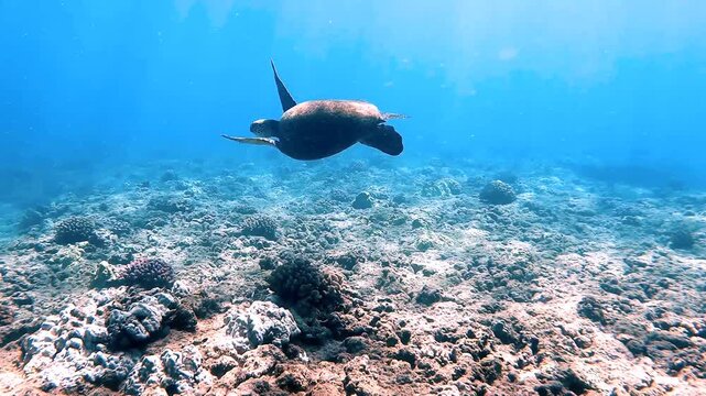 Green sea turtle in shallow water and coral reef