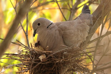 Collared dove.