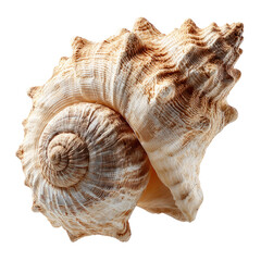Obraz premium Close-up of a spiral seashell, light beige and brown hues