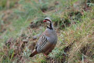 Chukar partridge (Alectoris chukar chukar) is a Palearctic upland gamebird in the pheasant family Phasianidae. This photo was taken in Northwest India.