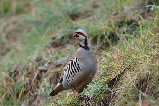 Chukar partridge (Alectoris chukar chukar) is a Palearctic upland gamebird in the pheasant family Phasianidae. This photo was taken in Northwest India.