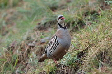 Chukar partridge (Alectoris chukar chukar) is a Palearctic upland gamebird in the pheasant family Phasianidae. This photo was taken in Northwest India.