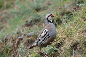 Chukar partridge (Alectoris chukar chukar) is a Palearctic upland gamebird in the pheasant family Phasianidae. This photo was taken in Northwest India.