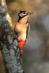 Great spotted woodpecker.