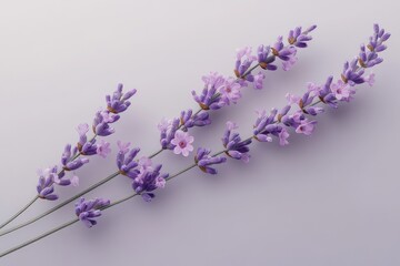 Delicate lavender flowers on a stem in full bloom, isolated against a transparent background