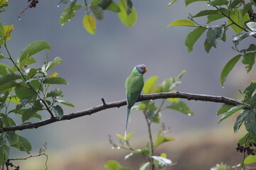 Gray-headed Parakeet (Psittacula finschii) in Northwest India.