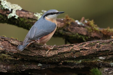 Nuthatch.