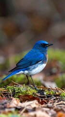A vibrant blue bird perches on a bed of moss and fallen leaves, showcasing its striking plumage and detailed features.