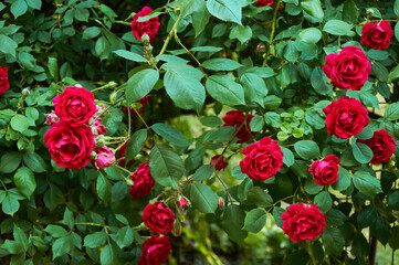 Large bush with many red roses close-up. Beautiful floral background.