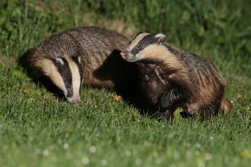Badger at night.
