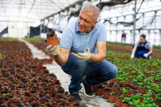 Mature male employee of wholesale warehouse of ornamental plants inspects young begonia with burgundy leaves seedlings before sending order abroad. Wholesale supplies from direct manufacturer - Powered by Adobe