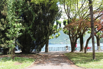 tree in the park, Lugano 