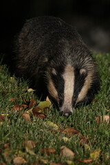 Badger at night.