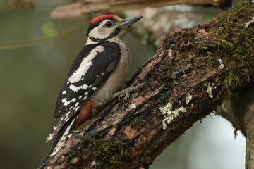 great spotted woodpecker