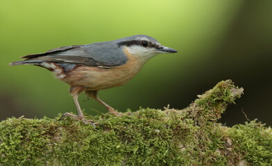 Nuthatch.