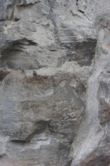 bark of a tree