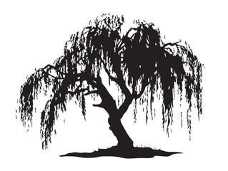 Elegant willow tree silhouette with beautifully drooping branches   © milon