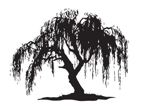 Elegant willow tree silhouette with beautifully drooping branches  
