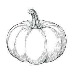 Detailed line art of a pumpkin for autumn decoration ideas. Vector hand drawn illustration

