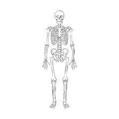 Anatomical illustration of a human skeleton for educational purposes. Vector hand drawn illustration

