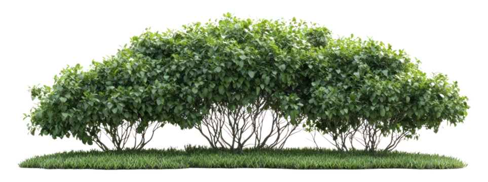 PNG Bush vegetation isolated hedge.