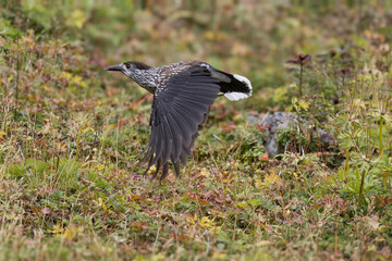 飛翔するホシガラス
