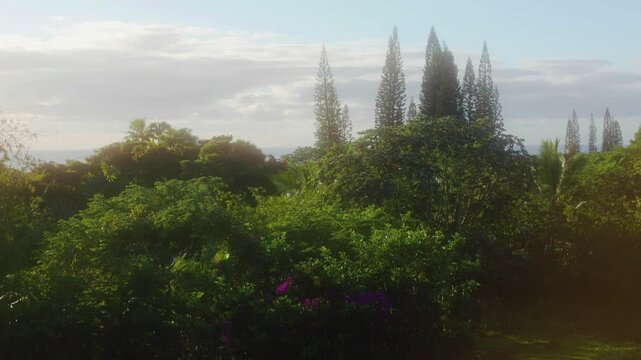 vibrant and serene view of a Hawaiian botanical garden, showcasing a rich tapestry of tropical foliage and towering trees, with a hint of the sparkling ocean visible in the background under a soft, lu
