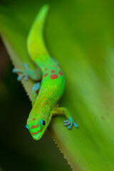 Gold Dust Day Gecko (Phelsuma laticauda) on Big Island, HI