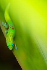 Gold Dust Day Gecko (Phelsuma laticauda) on Big Island, HI