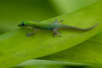 Gold Dust Day Gecko (Phelsuma laticauda) on Big Island, HI