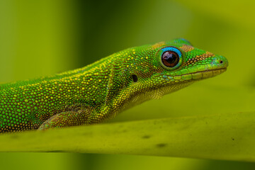 Gold Dust Day Gecko (Phelsuma laticauda) on Big Island, HI