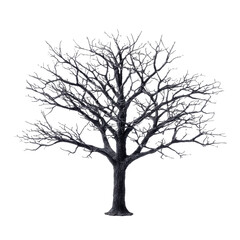 A stark and bare deciduous tree with intricate branches and a strong trunk isolated on transparent background