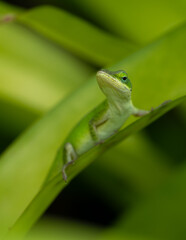 Green Anole (Anolis carolinensis) on Big Island, HI