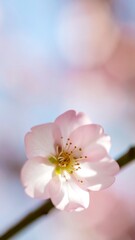 Close-up of a delicate pink blossom