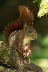 squirrel in the park