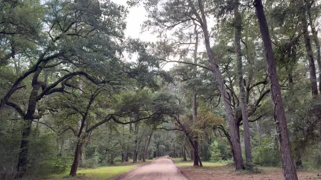 Driving Down Wooded Dirt Road with Hanging Moss on Edisto Island, South Carolina
