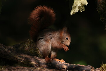 squirrel on a tree branch